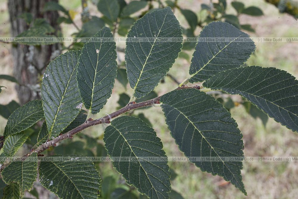 Ulmus chenmoui Langya Mountain Elm