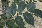 Ulmus chenmoui Langya Mountain Elm