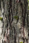 Ulmus chenmoui Langya Mountain Elm