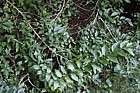 Ulmus davidiana var japonica