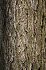 Ulmus davidiana var japonica Japanese Elm