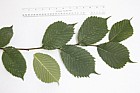 Ulmus glabra Wych Elm