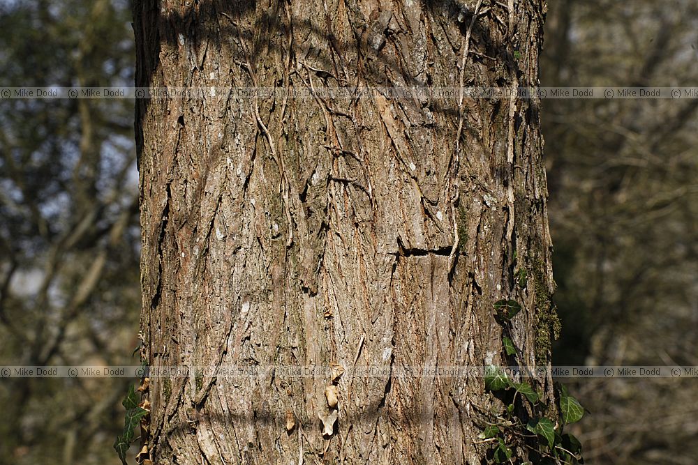 Ulmus japonica