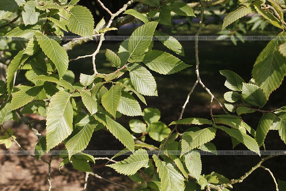 Ulmus laevis Spreading Elm