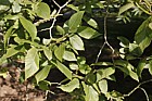 Ulmus laevis Spreading Elm