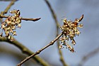 Ulmus laevis Spreading Elm