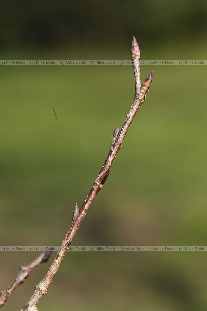 Ulmus laevis Spreading Elm