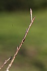 Ulmus laevis Spreading Elm