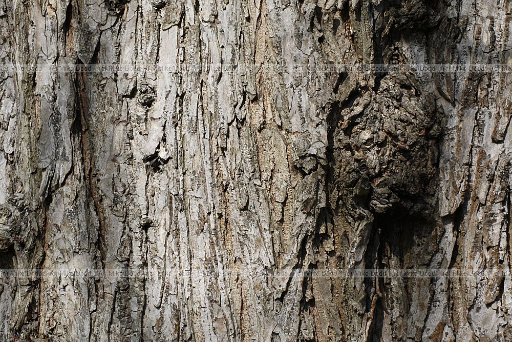 Ulmus laevis Spreading Elm