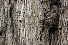 Ulmus laevis Spreading Elm