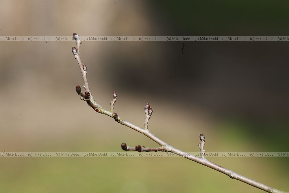 Ulmus minor