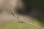 Ulmus minor