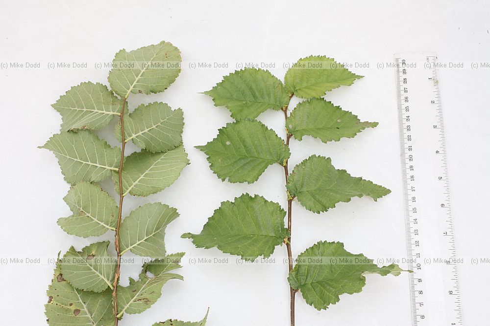 Ulmus procera English Elm many young shoots look like this but note taxonomic issues English Elm may be classified as Ulmus minor var vulgaris