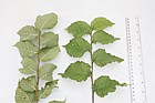 Ulmus procera English Elm many young shoots look like this but note taxonomic issues English Elm may be classified as Ulmus minor var vulgaris