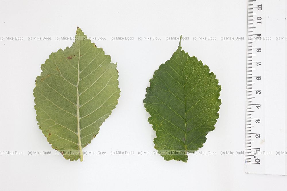Ulmus procera English Elm