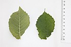 Ulmus procera English Elm