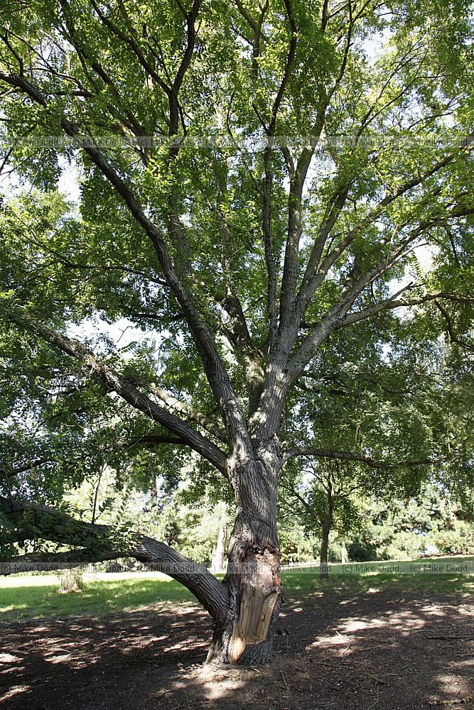 Ulmus 'Sapporo Autumn Gold'