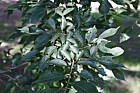 Ulmus 'Sapporo Autumn Gold'