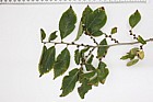 Ulmus 'Sapporo Autumn Gold'