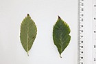 Ulmus 'Sapporo Autumn Gold'
