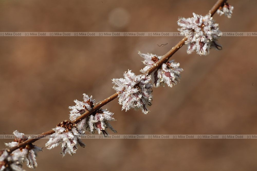 Ulmus villosa Marn Elm