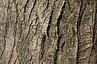 Ulmus villosa Marn Elm