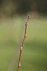 Ulmus villosa Marn Elm
