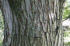 Ulmus x hollandica 'Plantijin'