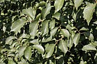 Ulmus x hollandica 'Plantijin'