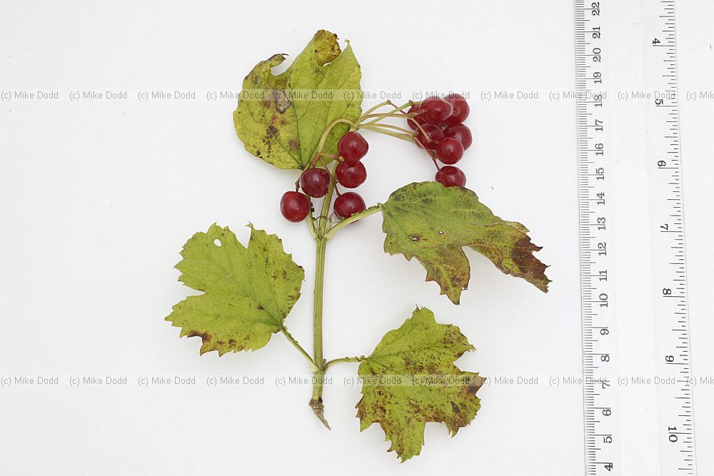 Viburnum opulus Guelder Rose