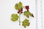 Viburnum opulus Guelder Rose