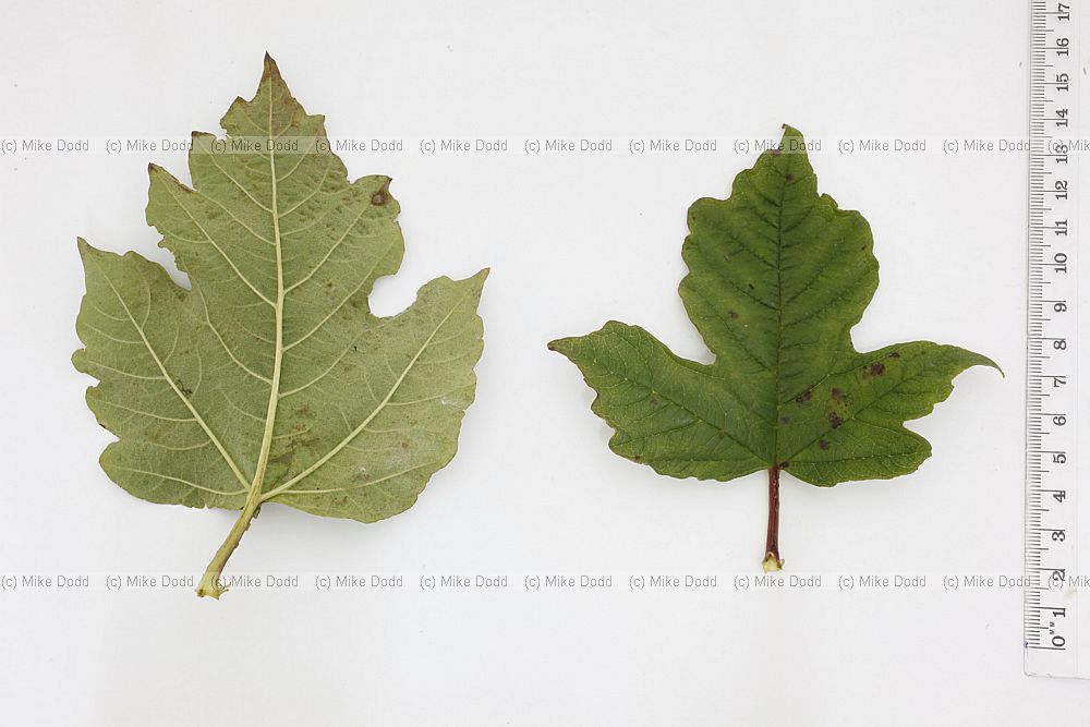 Viburnum opulus Guelder Rose large leaves on vigorous regrowth