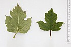 Viburnum opulus Guelder Rose large leaves on vigorous regrowth
