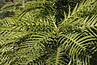 Wollemia nobilis Wollemi Pine