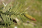 Wollemia nobilis Wollemi Pine
