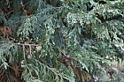 x Cupressocyparis leylandii