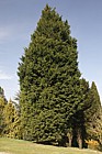 x Cupressocyparis leylandii