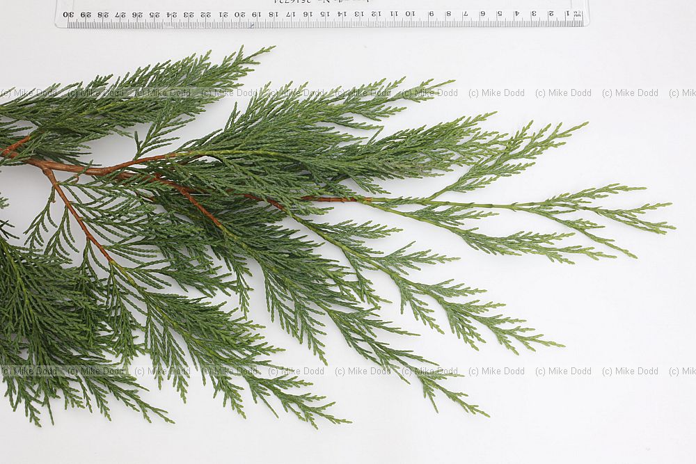 x Cupressocyparis leylandii Leylandii