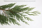 x Cupressocyparis leylandii Leylandii