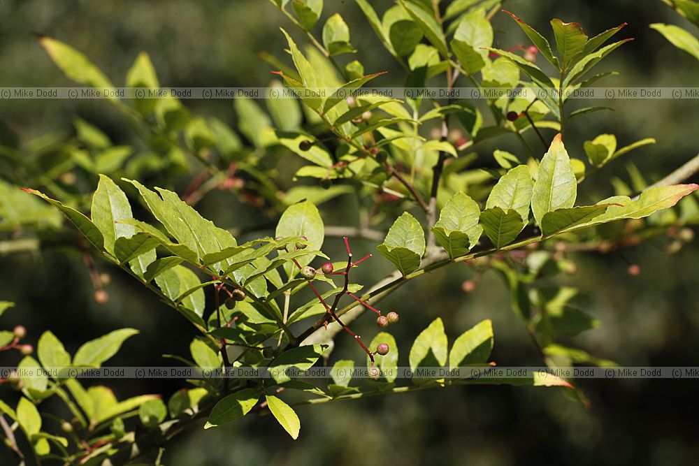 Zanthoxylum piperitum Japan Pepper