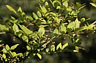 Zanthoxylum piperitum Japan Pepper