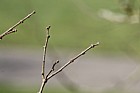 Zelkova abelicea