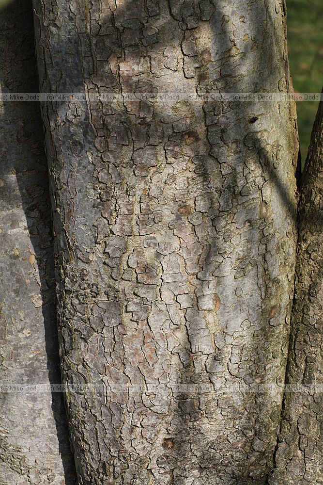 Zelkova abelicea