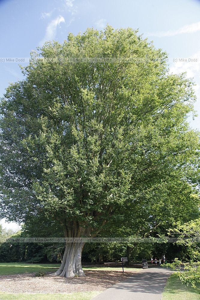 Zelkova carpinifolia Caucasian Elm