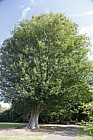Zelkova carpinifolia Caucasian Elm