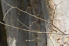 Zelkova carpinifolia Caucasian Elm