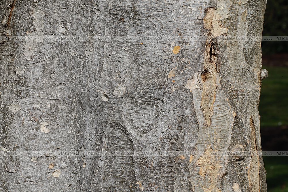 Zelkova carpinifolia Caucasian Elm