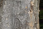 Zelkova carpinifolia Caucasian Elm