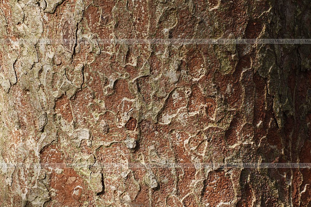 Zelkova scheideriana