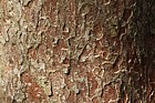 Zelkova scheideriana